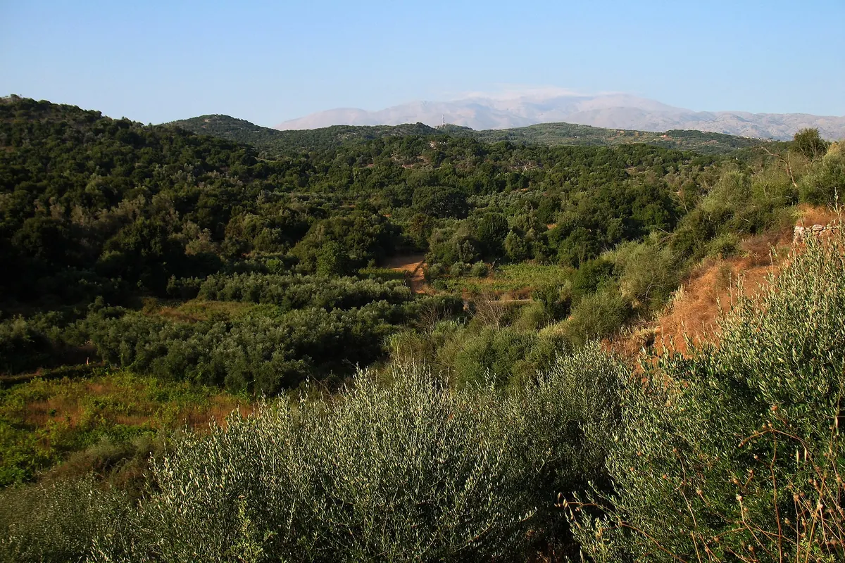 Olivenbäume und bewaldete Hügel auf Kreta, am Horizont unter blassblauem Himmel der hoch aufragende, schneebedeckte Massiv des Ida-Gebirges